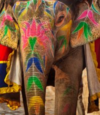 2 Hindu to Muslim Reincarnation-Elephant