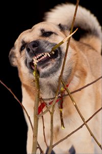 IISIS Reincarnation Case Gnawing dog
