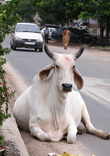 Hindu Animal Reincarnation & Sacred Cow, Walter Semkiw Article