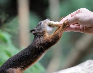 5 Animal Reincarnation Squirrel Hand